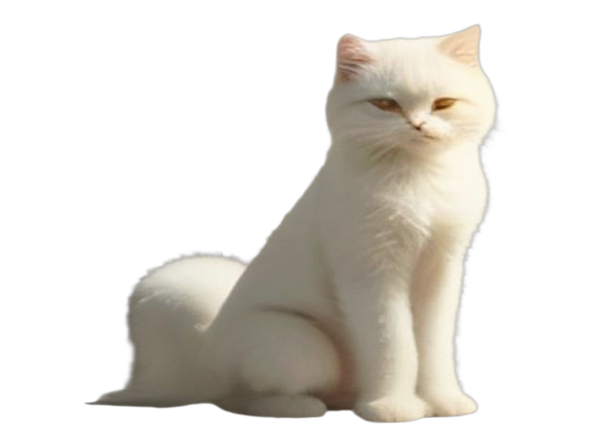 Gato