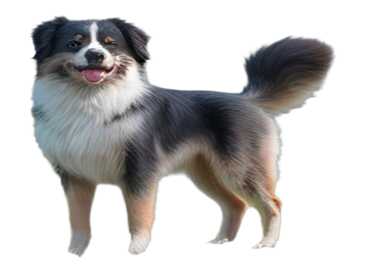 Perro
