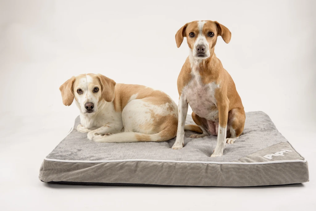 cama-popet-ansiedad-por-polvora-en-perros