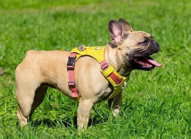 ruffwear-front-range-arnes-amarillo-costa-rica