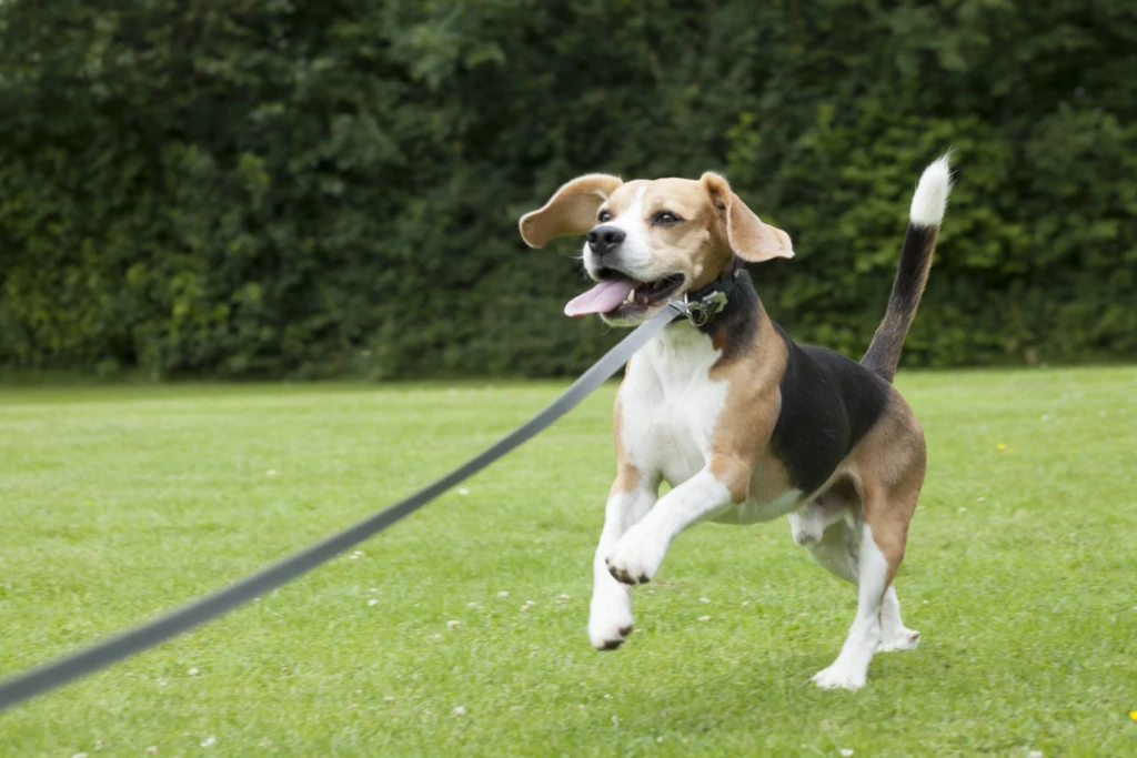 collares y correas para perros resistentes, ideales para paseos diarios en Costa Rica.