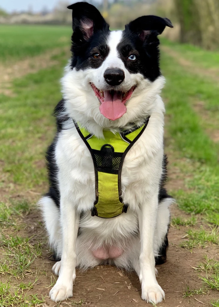 Pechera Ruffwear Front Range para perro, diseño acolchado y resistente ideal para paseos diarios en Costa Rica.