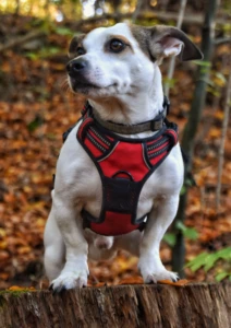 Pechera Ruffwear Hi & Light ultraligera para perro, ideal para climas cálidos y razas pequeñas.