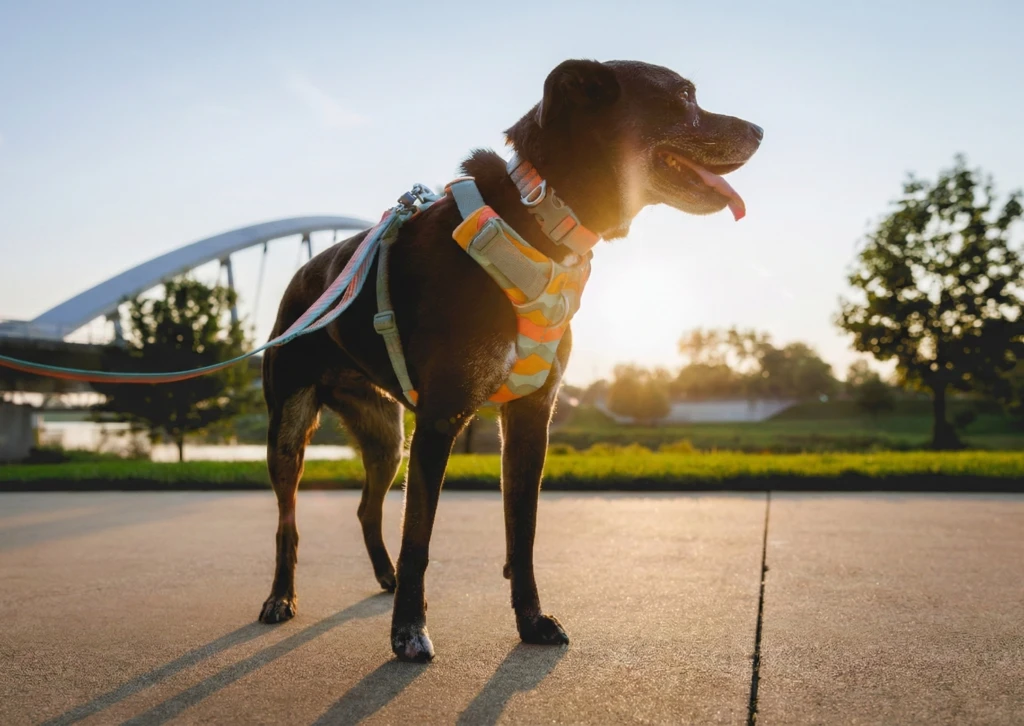 pecheras-Ruffwear-Costa-Rica