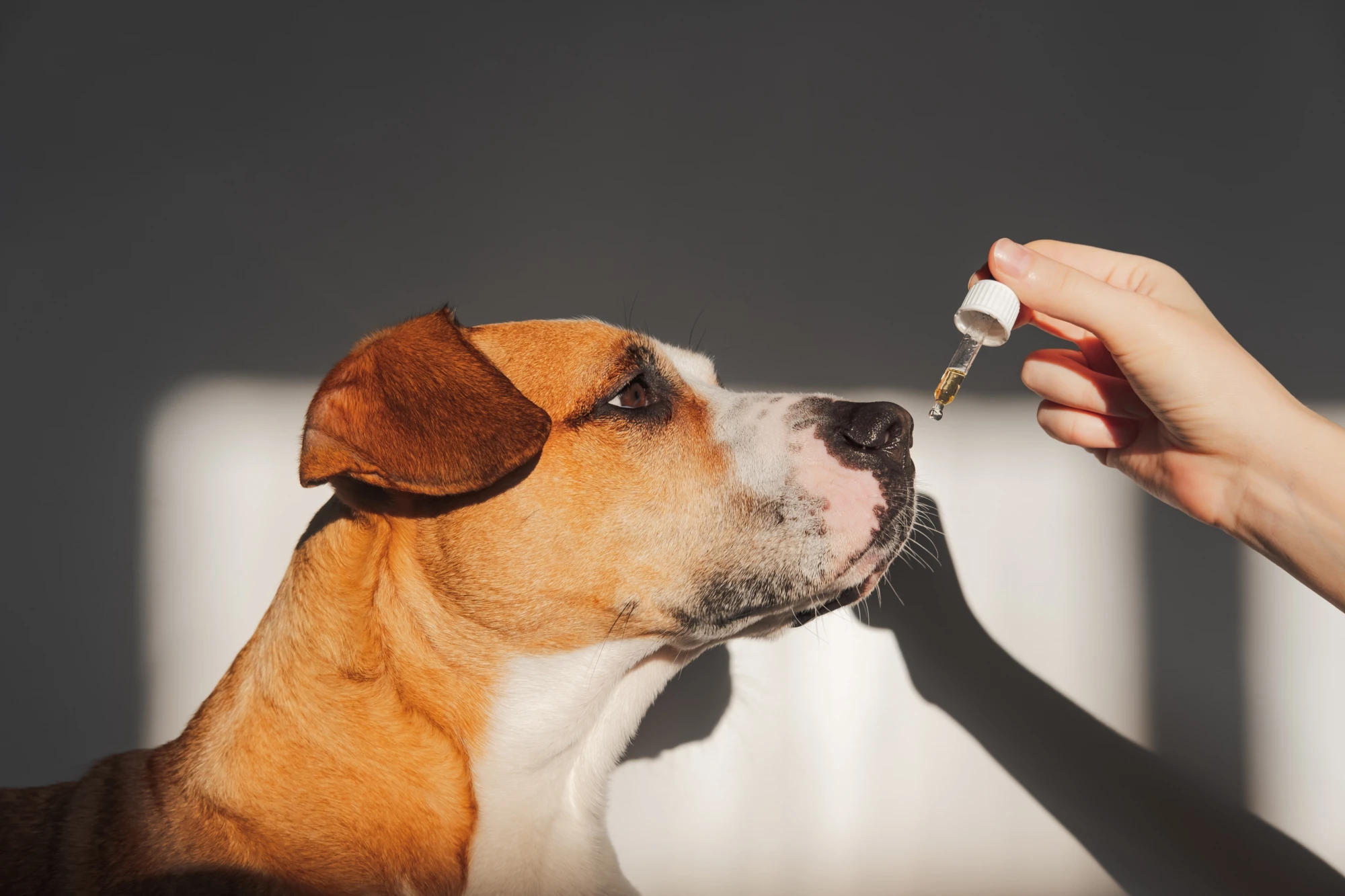 Tipos de productos de CBD para mascotas