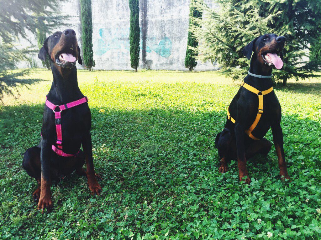 Lenguaje corporal en perros: cómo entender su comportamiento y mejorar la convivencia