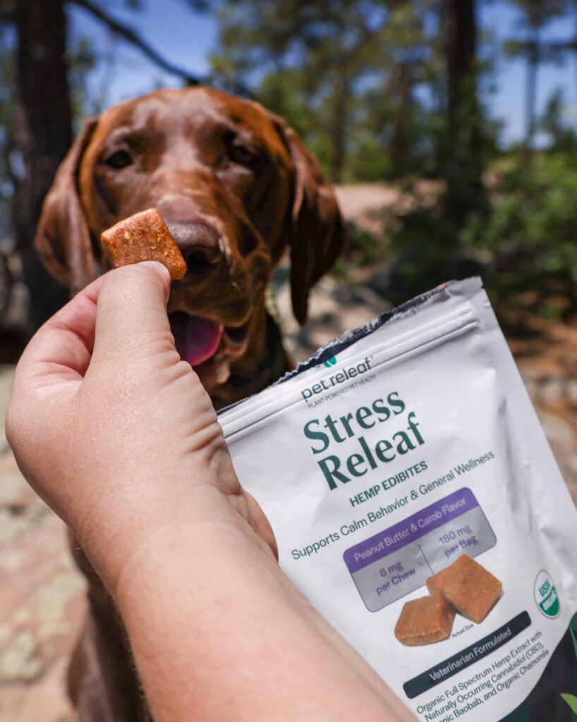 7 razones para utilizar el CBD para mascotas