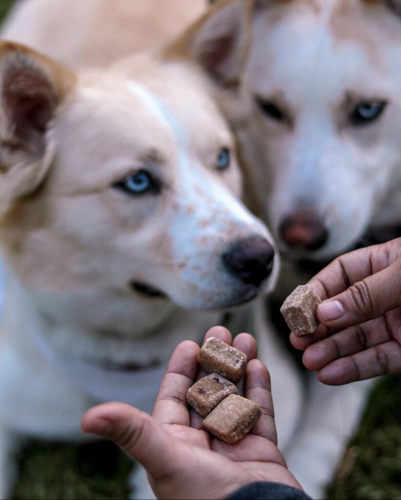 CBD para mascotas en Costa Rica