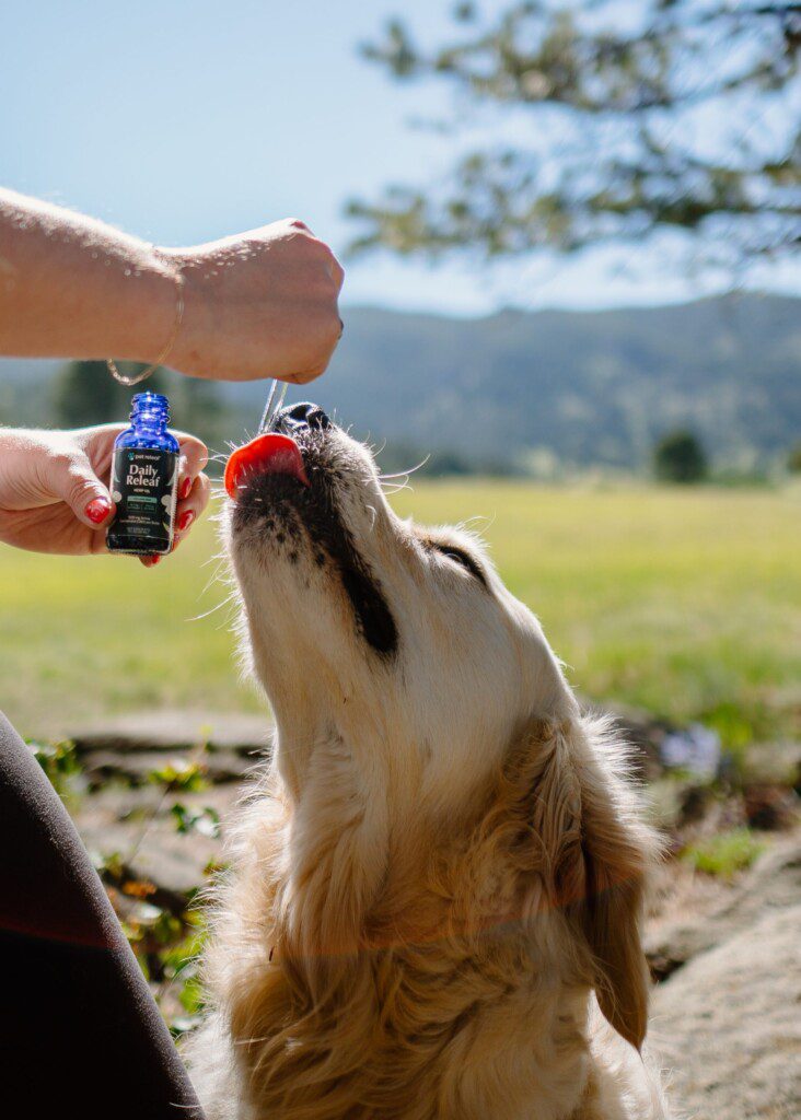 7 razones para utilizar el CBD para mascotas en Costa Rica