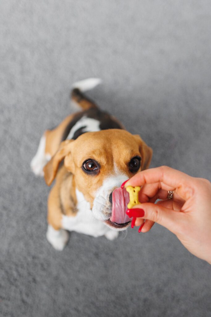 vitaminas para perro