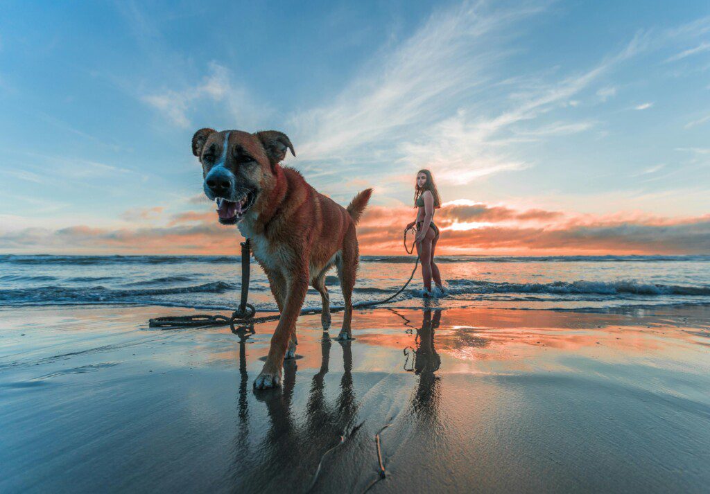 perros en la playa en costa rica