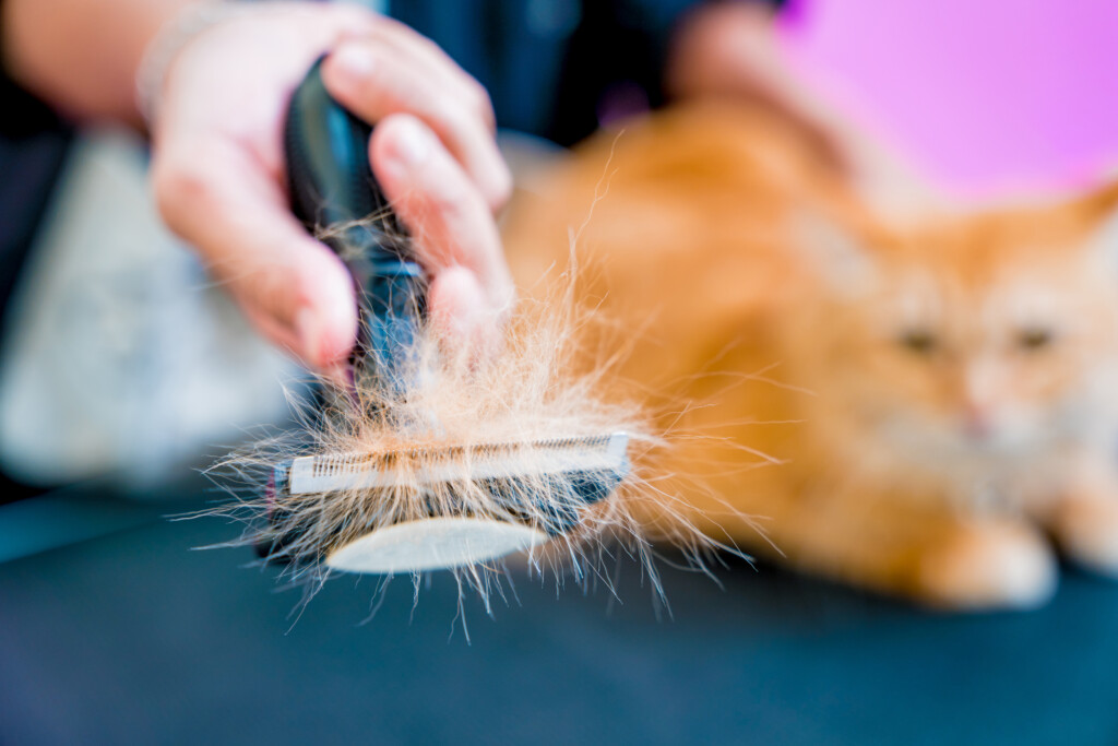 muda de pelo en perros