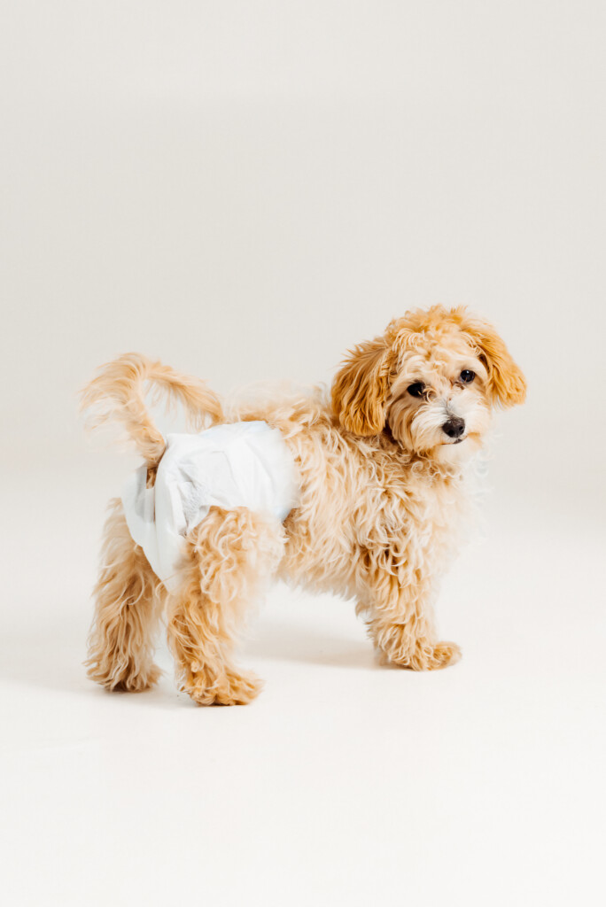pañales para perros en costa rica
