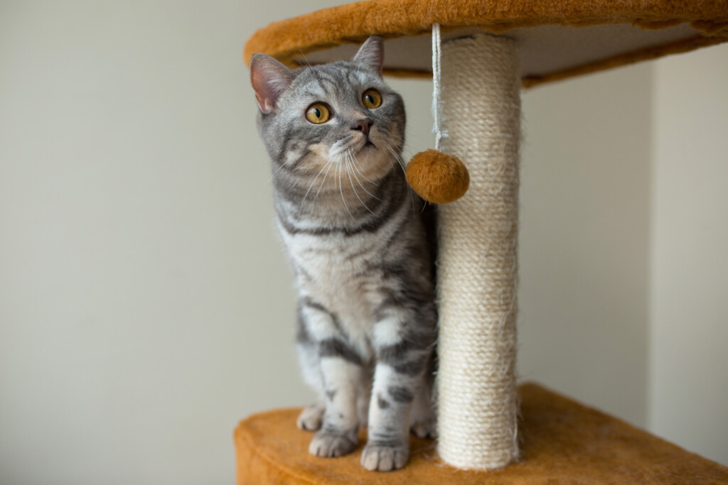 rascadores para gatos en Costa Rica