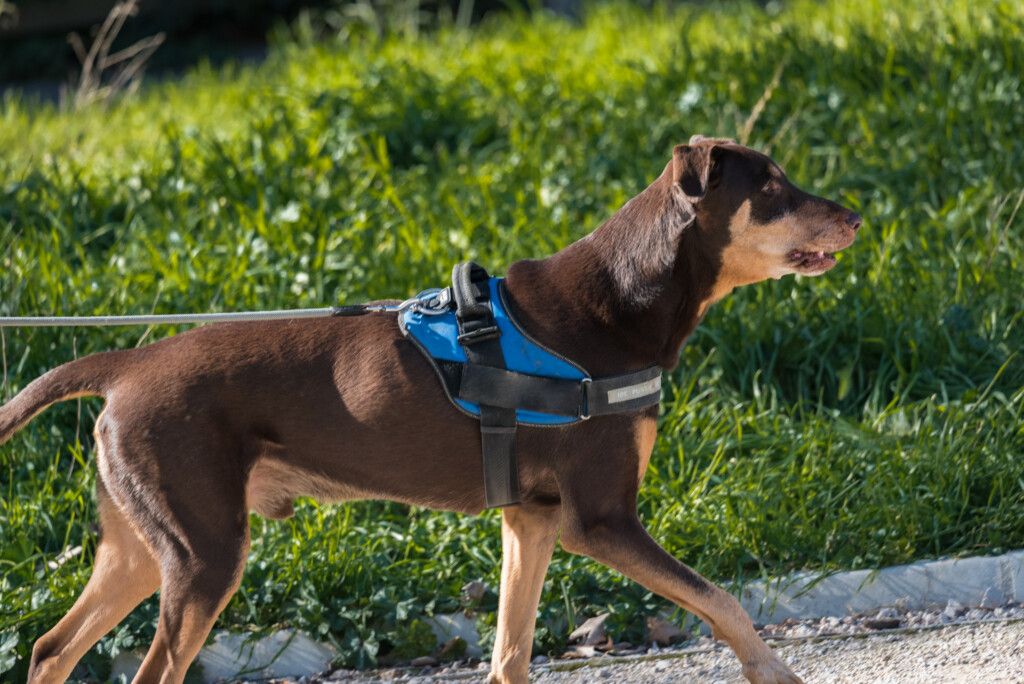 arneses para perros