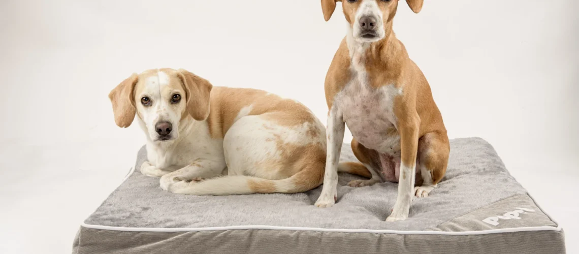 cama-popet-ansiedad-por-polvora-en-perros
