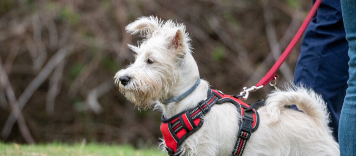arneses para perros