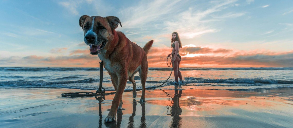 perros en la playa en costa rica