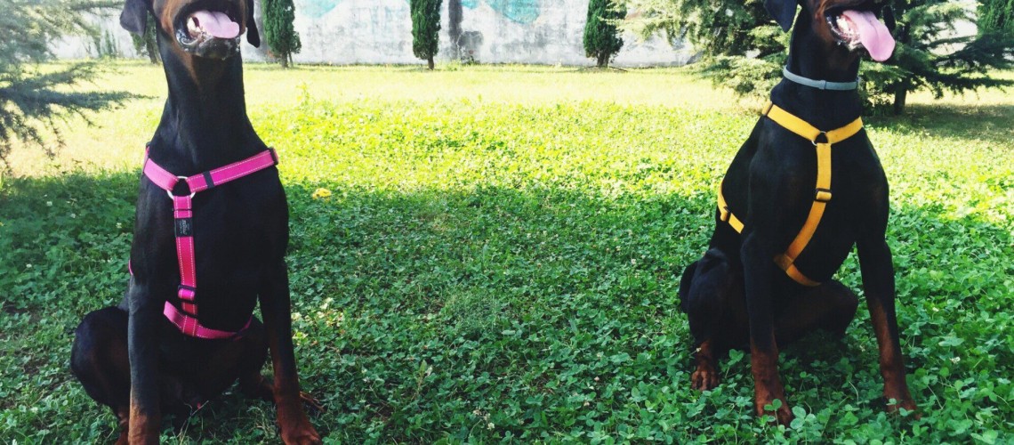 Lenguaje corporal en perros: cómo entender su comportamiento y mejorar la convivencia