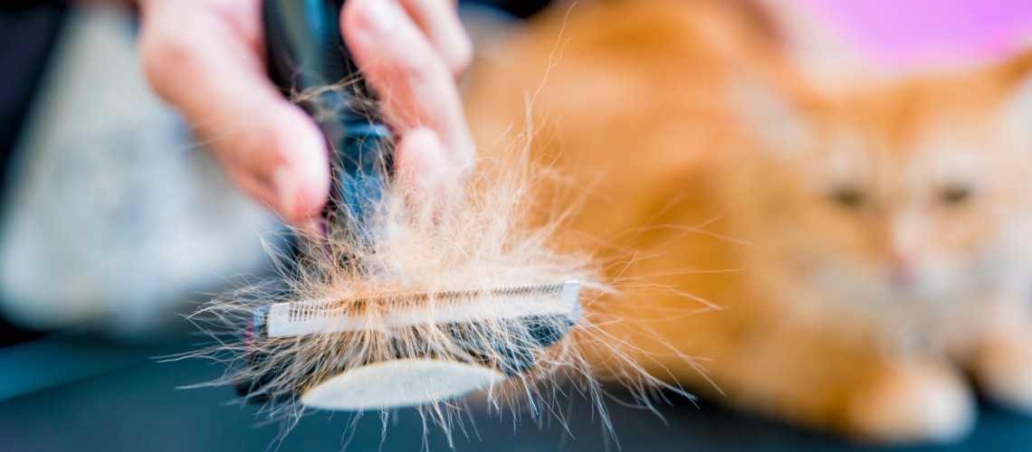 muda de pelo en perros