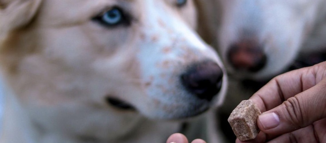 CBD para mascotas en Costa Rica